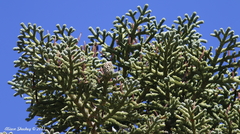 Abies magnifica