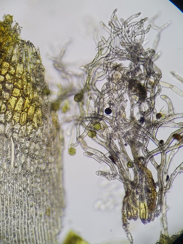 Image of Condensed Dicranum Moss (Dicranum condensatum) by (c) Zihao Wang, some rights reserved (CC BY)