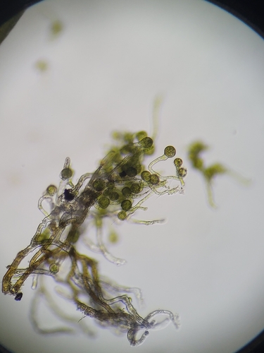 Image of Condensed Dicranum Moss (Dicranum condensatum) by (c) Zihao Wang, some rights reserved (CC BY)