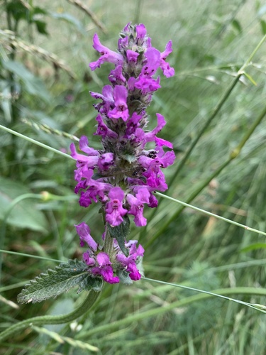 betonika lekárska (Betonica officinalis)
