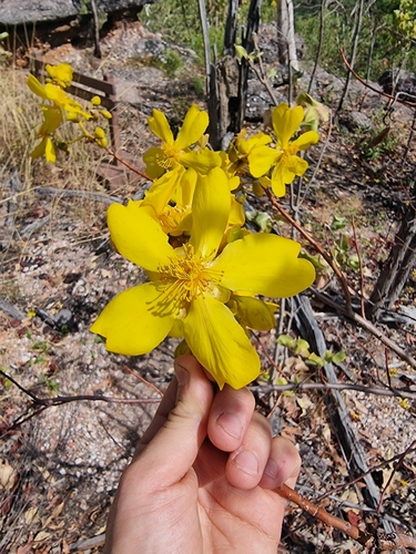 Image of Cochlospermum fraseri by (c) Richard Dimon, some rights reserved (CC BY)