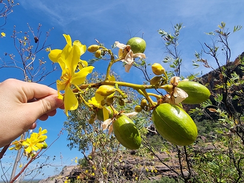 Image of Cochlospermum fraseri by (c) Richard Dimon, some rights reserved (CC BY)