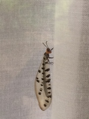 Myrmeleon erythrocephalus