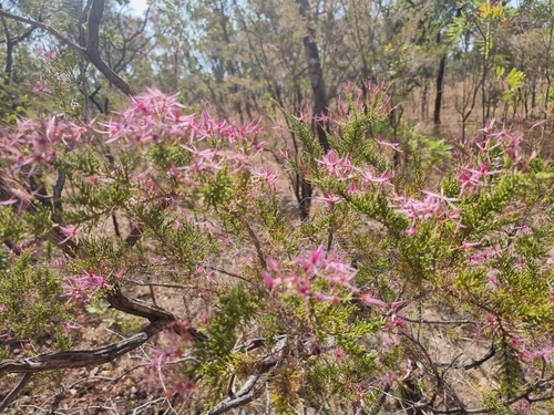 Image of Calytrix exstipulata by (c) Richard Dimon, some rights reserved (CC BY)