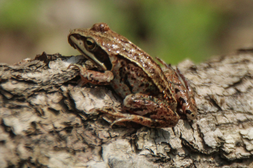 Siberian Wood Frog