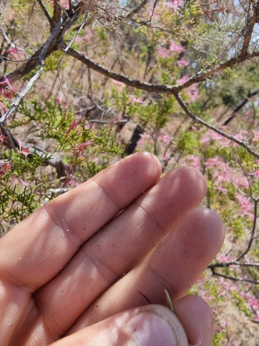 Image of Calytrix exstipulata by (c) Richard Dimon, some rights reserved (CC BY)