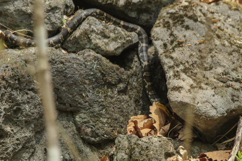 Manchurian Black Ratsnake