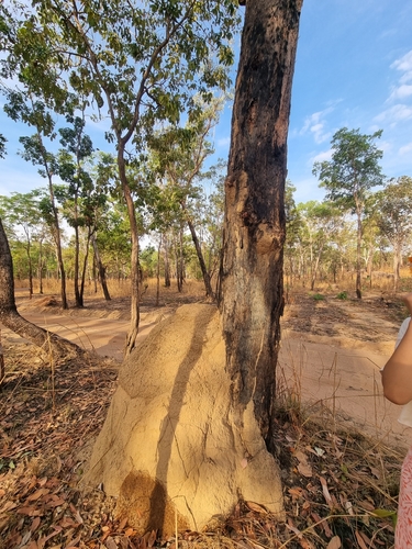 Image of Eucalyptus miniata by (c) Richard Dimon, some rights reserved (CC BY)