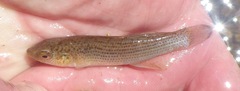 Fundulus catenatus