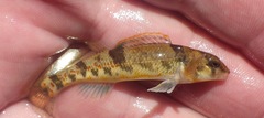 Meramec Saddled Darter photo 2