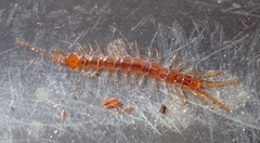 Pokabius clavigerens