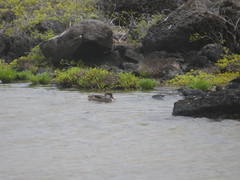 Anas bahamensis galapagensis
