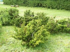 Juniperus monticola monticola