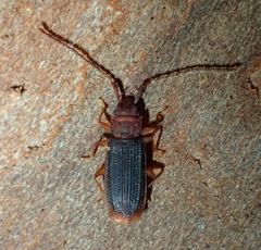 Uleiota truncata