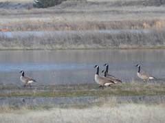 Branta canadensis parvipes