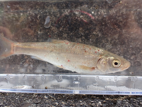Japanese Dace