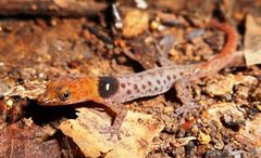 Sphaerodactylus vincenti