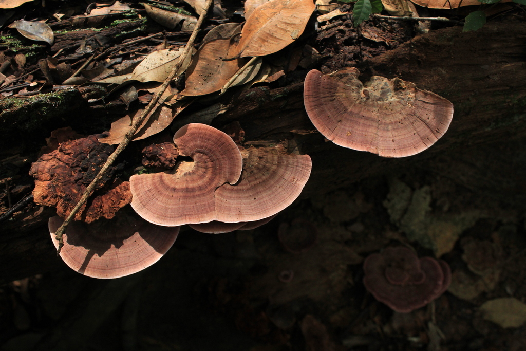 Fomitopsis cupreorosea