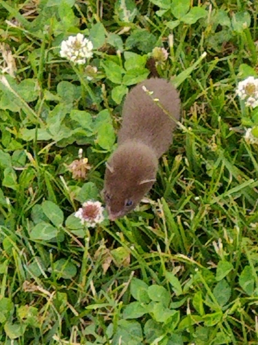 Allegheny Least Weasel