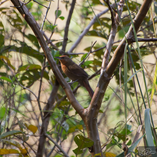 Orange-breasted Thornbird (Phacellodomus ferrugineigula), photo 7