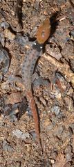 Sphaerodactylus vincenti