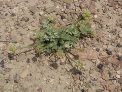 Cymopterus glomeratus