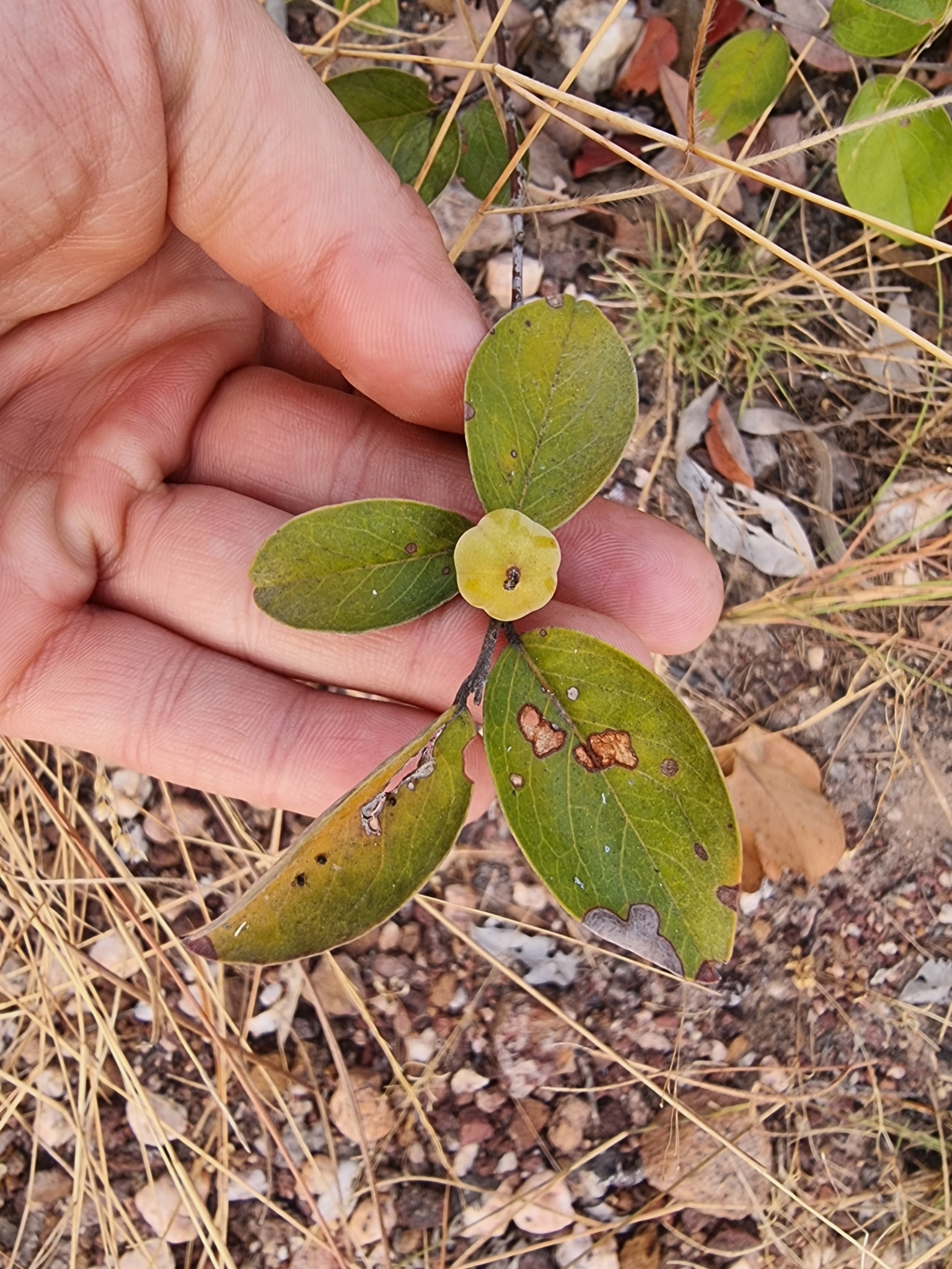 Petalostigma