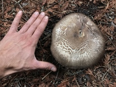 Agaricus buckmacadooi