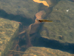 Cnesterodon decemmaculatus