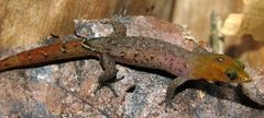 Sphaerodactylus vincenti