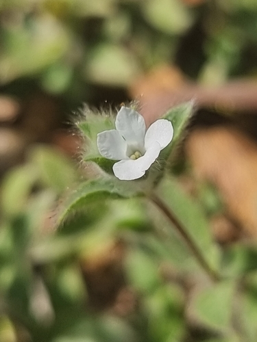 Image of Nelsonia canescens by (c) Richard Dimon, some rights reserved (CC BY)