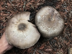 Agaricus buckmacadooi