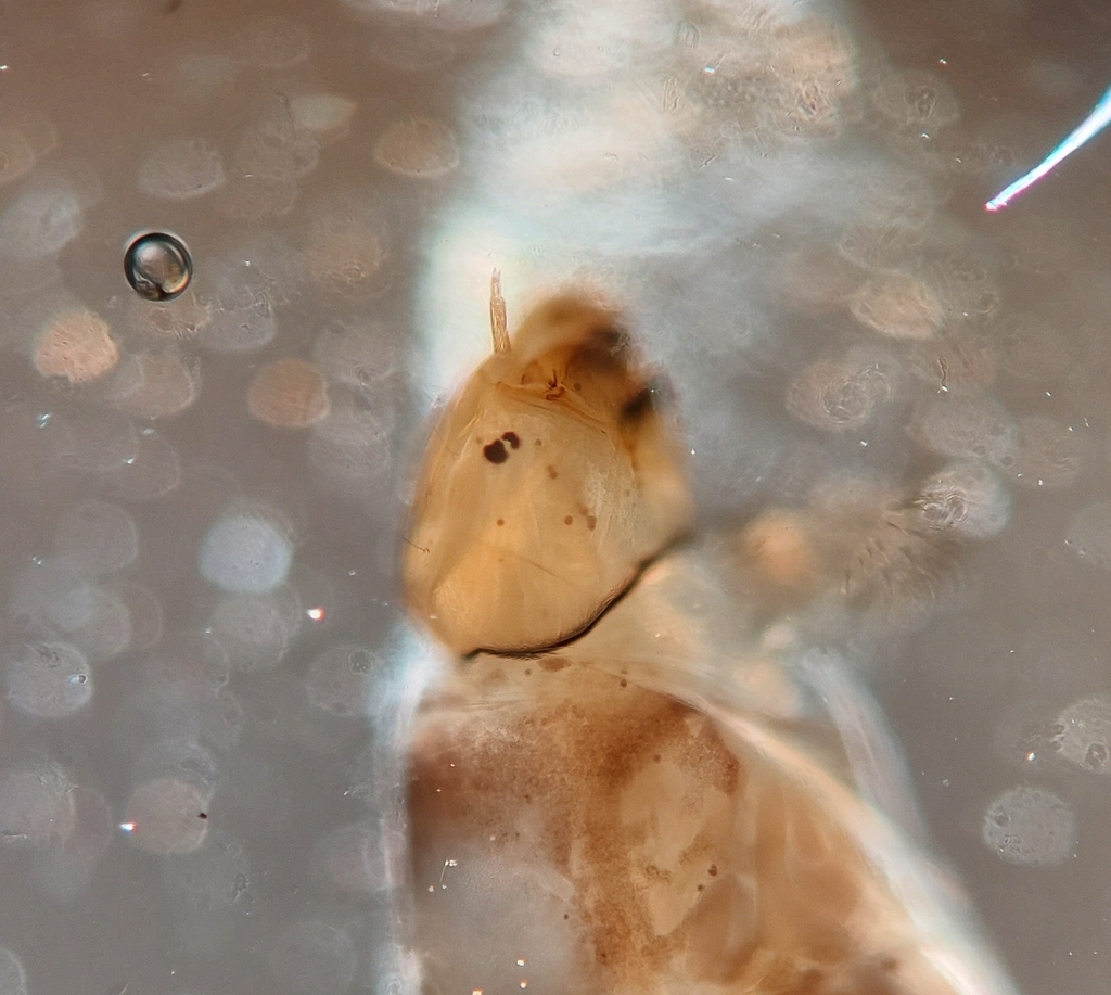 Hydrobaenus pilipes