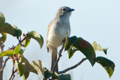 Vireo vicinior