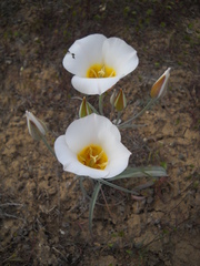 Calochortus ciscoensis