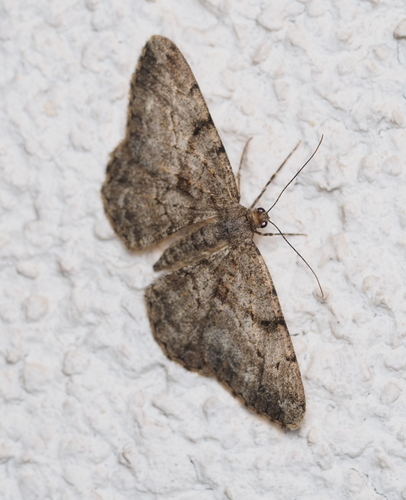 Photo of Willow Beauty (Peribatodes rhomboidaria)