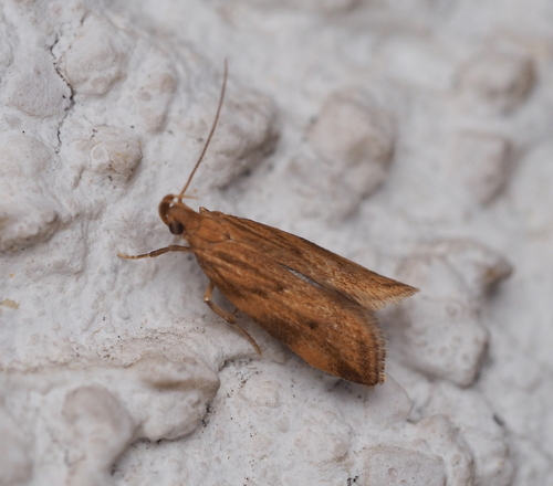 Orophia ferrugella
