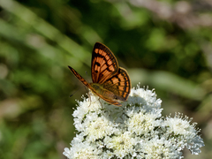 Lycaena edna