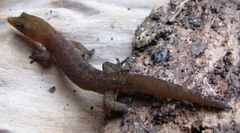 Sphaerodactylus vincenti
