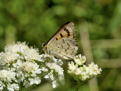 Lycaena edna