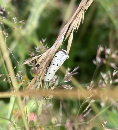 Myelois circumvoluta