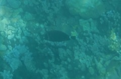 Acanthurus leucopareius