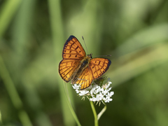 Lycaena edna