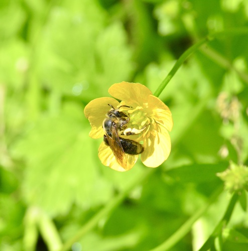 Snowy Mining Bee photo 6