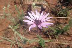 Dimorphotheca spectabilis