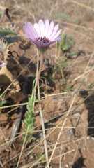 Dimorphotheca spectabilis