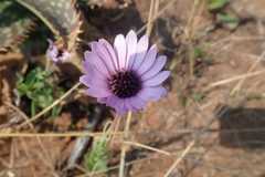 Dimorphotheca spectabilis