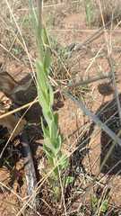 Dimorphotheca spectabilis