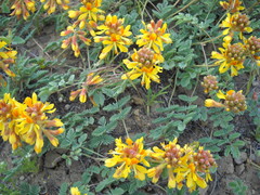 Hoffmannseggia repens