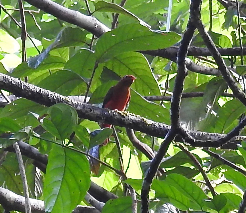Guianan Red Cotinga (Phoenicircus carnifex), photo 3